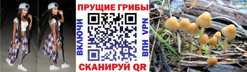 дарнет шоп  Карталы  Галлюциногенные грибы MAGIC MUSHROOMS 